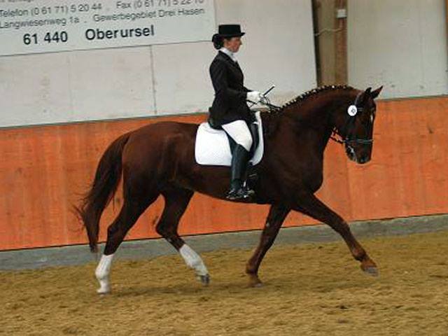 Rottaler Heavy warmblood